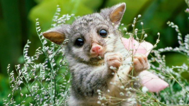 Small animal field flowers grass free wallpaper - medium preview image