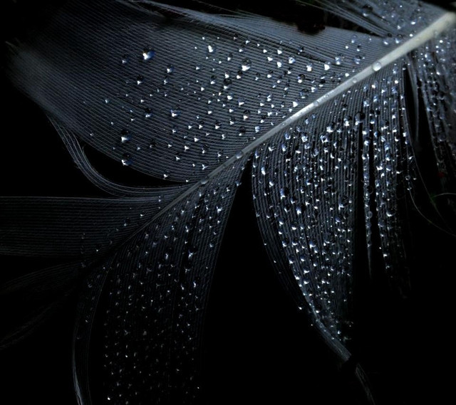 Black feather water droplets white free wallpaper - medium preview image