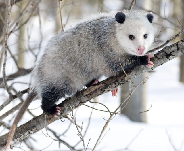 Ferret sitting tree branch snow #2 free wallpaper - medium preview image