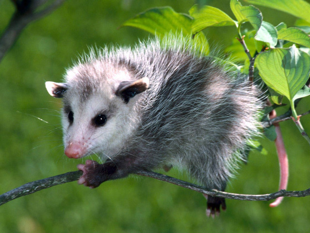 Small animal perched branch leaves #2 free wallpaper - medium preview image