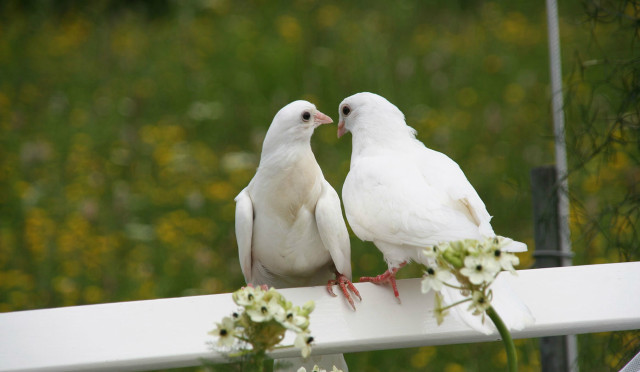 White birds white rail flowers free wallpaper - medium preview image