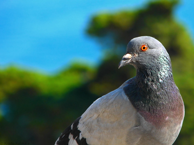 Pigeon closeup tree blue sky free wallpaper - medium preview image