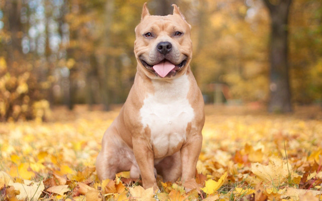 Dog sitting field leaves tongue #2 free wallpaper - medium preview image