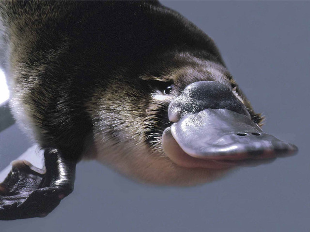 Bird close up mouth open free wallpaper - medium preview image