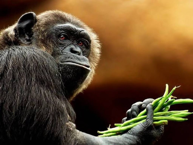 Monkey holding green beans serious free wallpaper - medium preview image