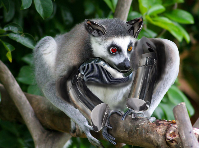 Lemur tree branch camera looking free wallpaper - medium preview image