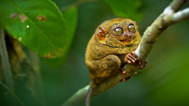 Small animal tree branch big free wallpaper - medium preview image