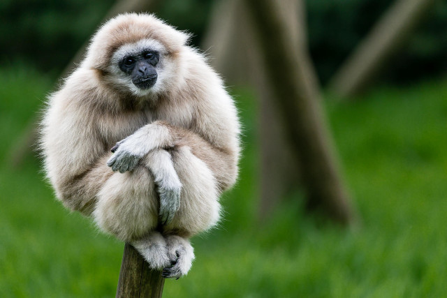 Monkey sitting on wooden stick free wallpaper - medium preview image