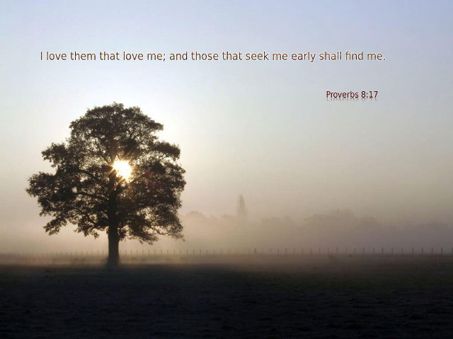 Tree field quote love seek free wallpaper - medium preview image