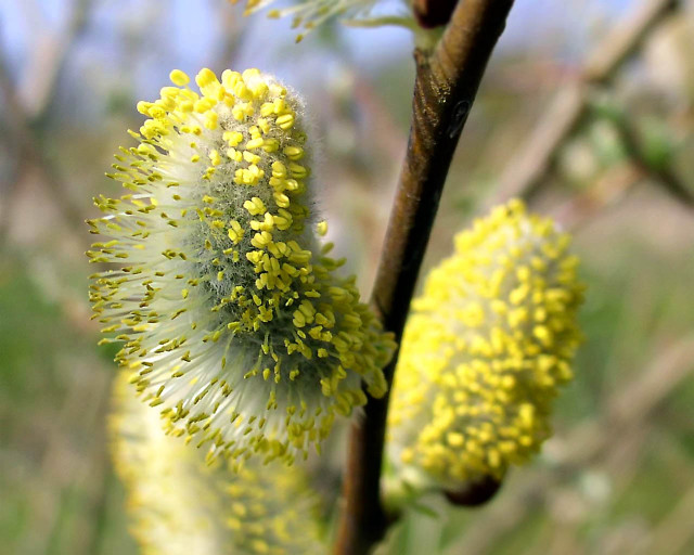 Tree yellow flowers macro bokeh free wallpaper - medium preview image