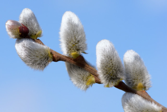 White flower branch blue sky #6 free wallpaper - medium preview image