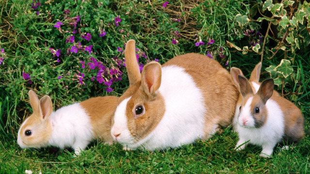 Three rabbits sitting grass flowers free wallpaper - medium preview image