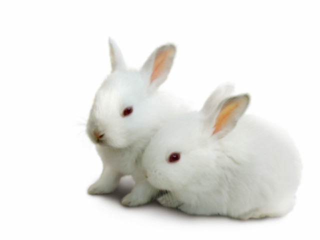 White rabbits sitting white background free wallpaper - medium preview image