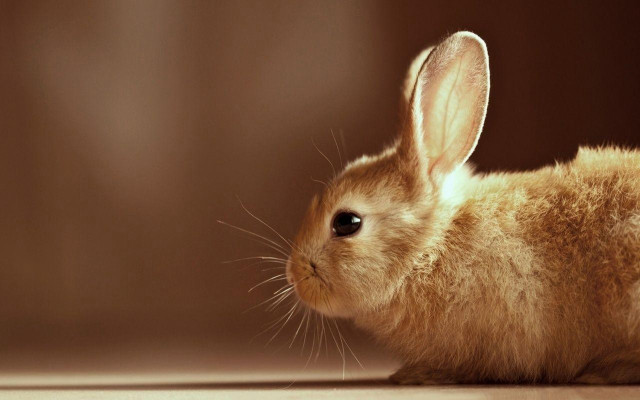 Small rabbit wooden floor brown free wallpaper - medium preview image