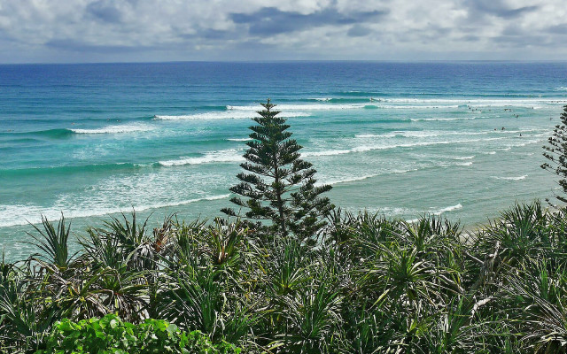 Beach tree water view foreground free wallpaper - medium preview image