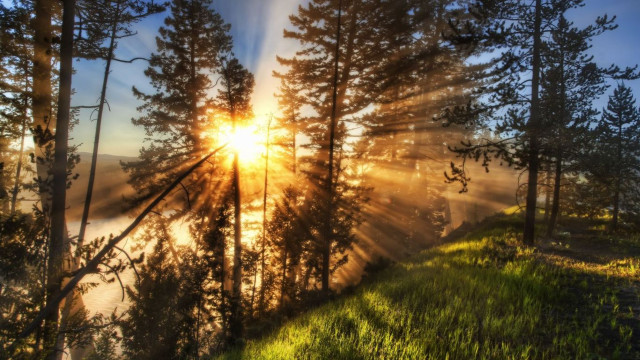 Sunbeam forest trees grass fog free wallpaper - medium preview image