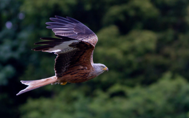 Bird of prey flying over free wallpaper - medium preview image