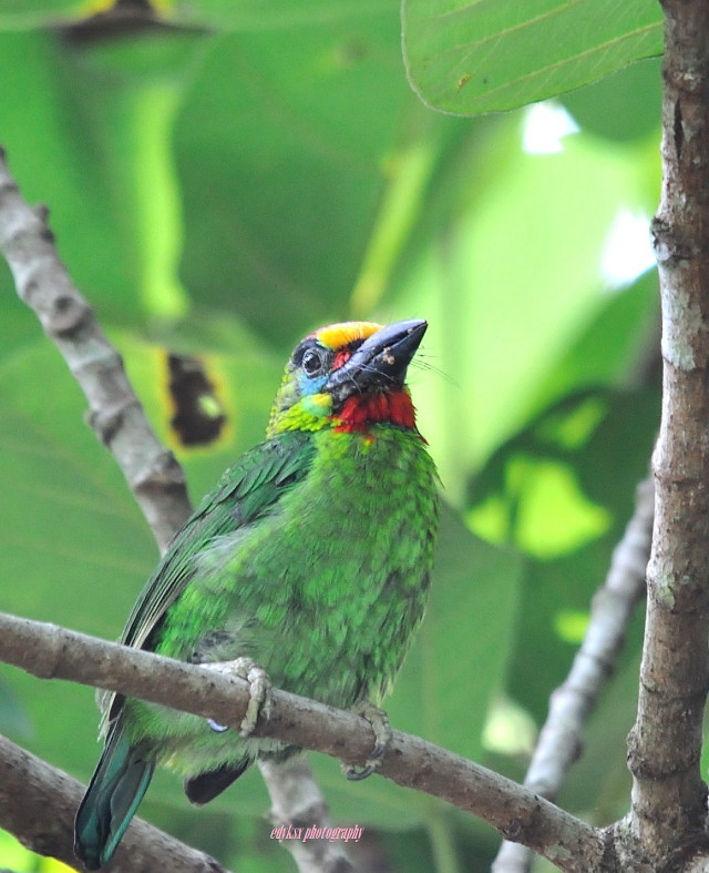 Colorful bird perched tree branch #2 free wallpaper - medium preview image