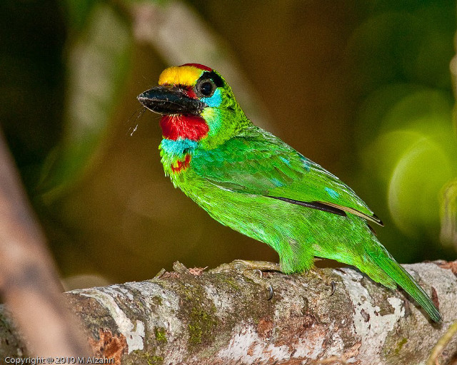 Colorful bird perched forest animals free wallpaper - medium preview image