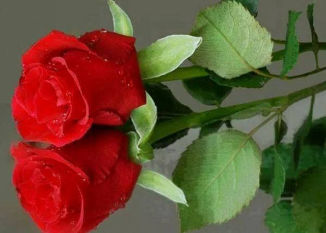 Red rose water droplets reflection free wallpaper - medium preview image