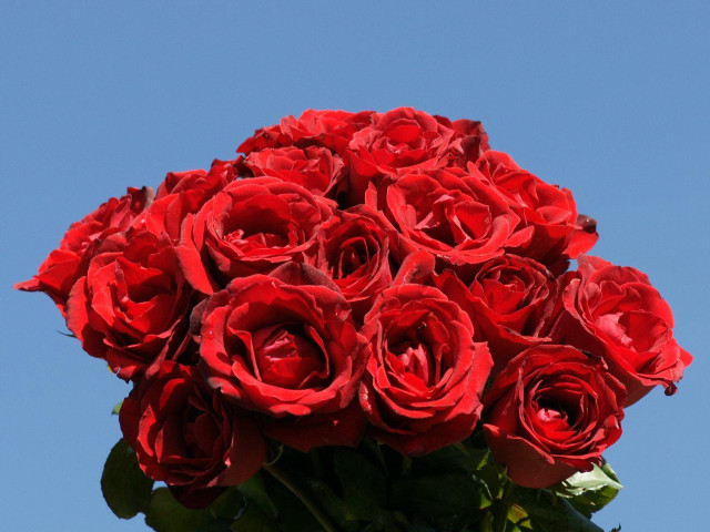 Red roses vase table blue #2 free wallpaper - medium preview image
