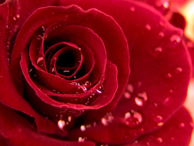 Close up red rose water free wallpaper - medium preview image