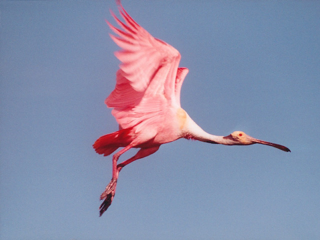 Pink bird flying blue sky free wallpaper - medium preview image