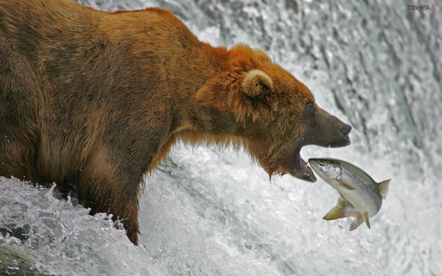 Bear catching fish waterfall air free wallpaper - medium preview image