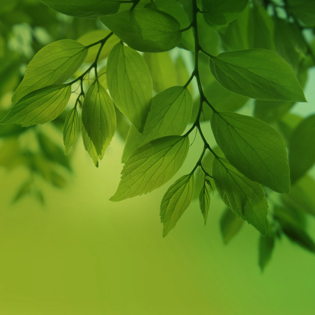 Green leafy branch bokeh nature #2 free wallpaper - medium preview image