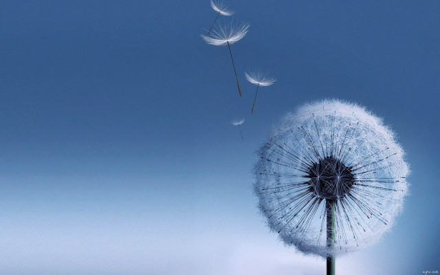 Dandelion blowing wind blue sky #18 free wallpaper for desktop - medium preview image