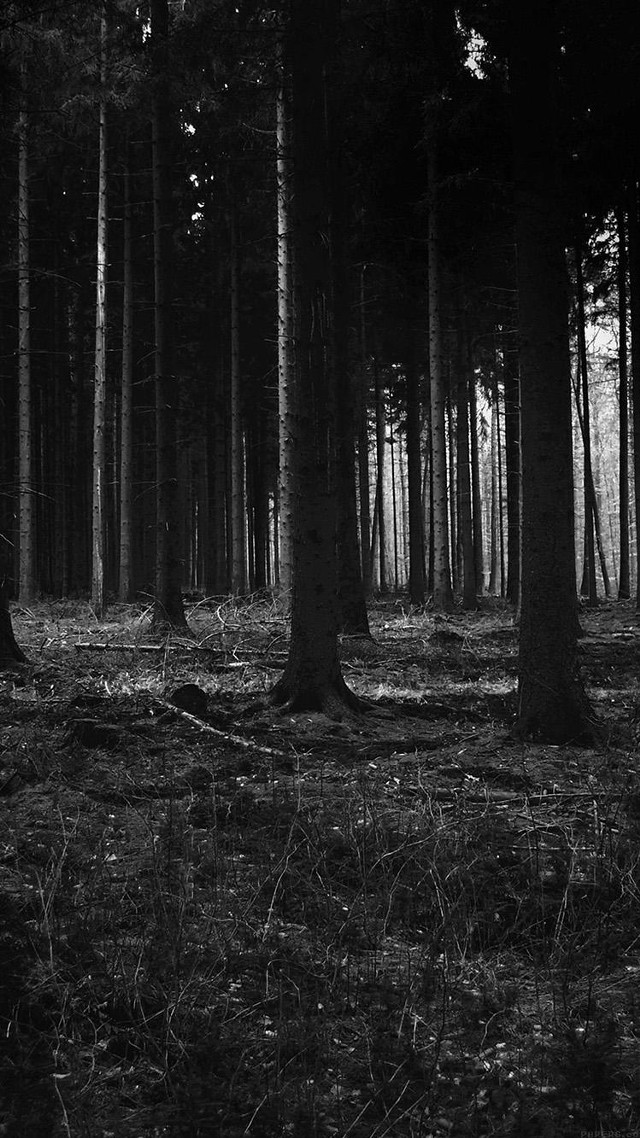 Black white forest moonlight starry free wallpaper - medium preview image