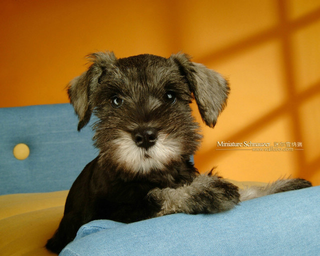 Small dog blue couch yellow free wallpaper - medium preview image