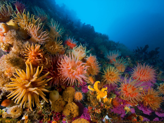 Colorful coral reef underwater fireworks free wallpaper - medium preview image