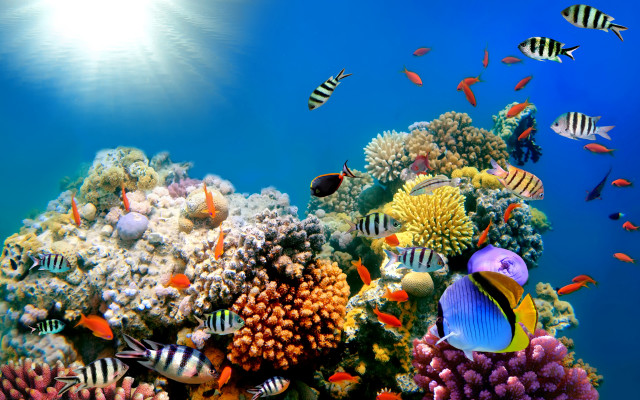 Colorful coral reef fish sunlight #2 free wallpaper - medium preview image
