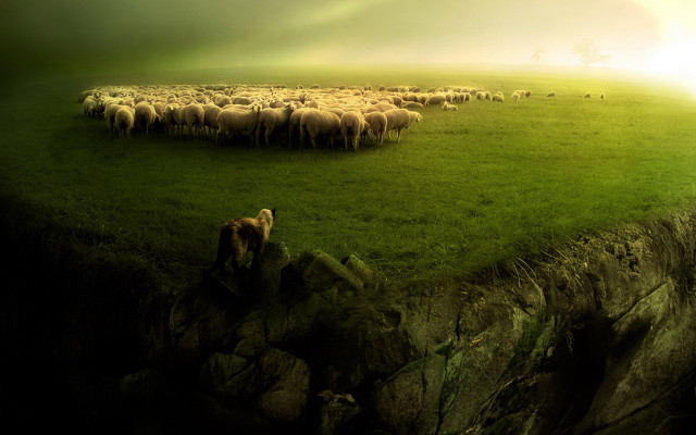 Sheep herd green field cliff free wallpaper - medium preview image
