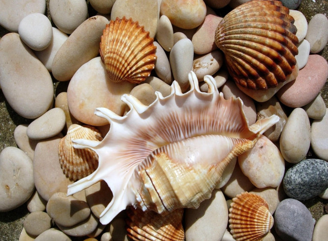 Sea shell rocks gravel nature free wallpaper for desktop - medium preview image