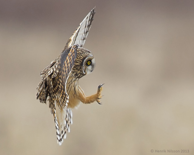 Bird flying wings spread eyes free wallpaper - medium preview image