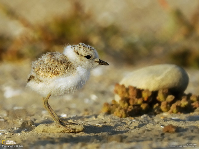 Small bird sandy ground rock free wallpaper - medium preview image
