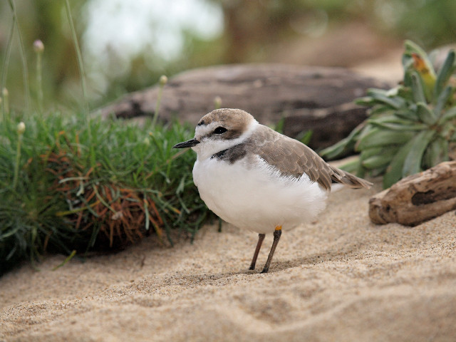 Small bird sandy beach plants free wallpaper - medium preview image