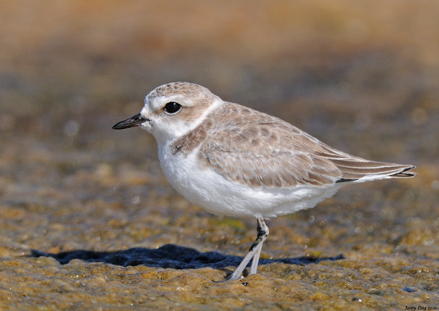 Small bird beach grass brown free wallpaper - medium preview image
