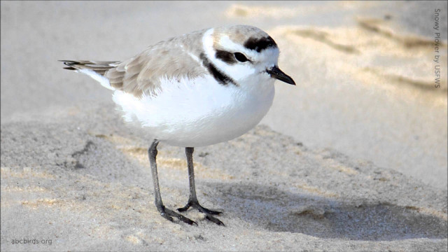 Small bird sandy beach ocean #2 free wallpaper - medium preview image