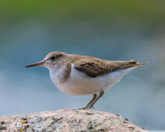 Small bird rock blurry background #2 free wallpaper - medium preview image