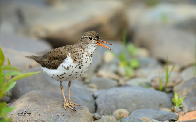 Small bird rock grass background free wallpaper - medium preview image