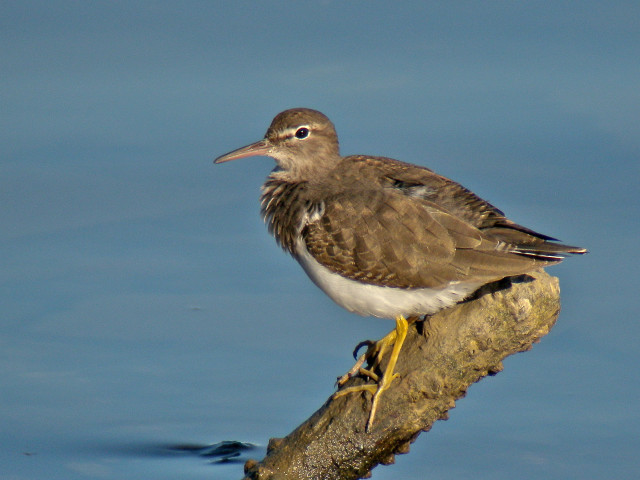 Bird sitting branch water looking free wallpaper - medium preview image