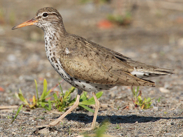 Bird dirt grass open beak free wallpaper - medium preview image