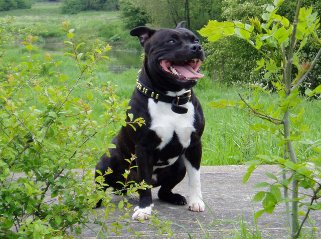 Black and white dog on free wallpaper - medium preview image