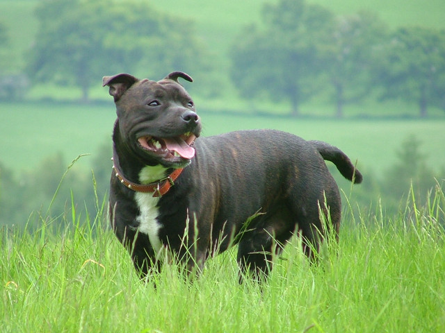 Dog field tallgrass trees green free wallpaper - medium preview image