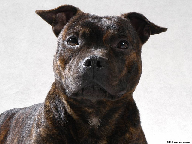 Sad dog portrait white background free wallpaper - medium preview image