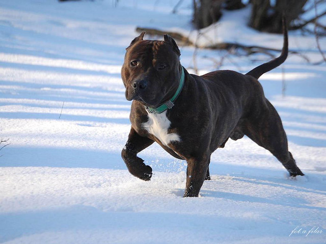 Dog running snow woods green free wallpaper - medium preview image