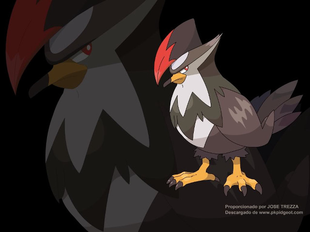 Red head black bird red free wallpaper - medium preview image